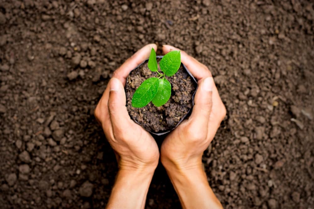 A person's hands holding a small plant in dirt, symbolizing environmental conservation efforts in North America.