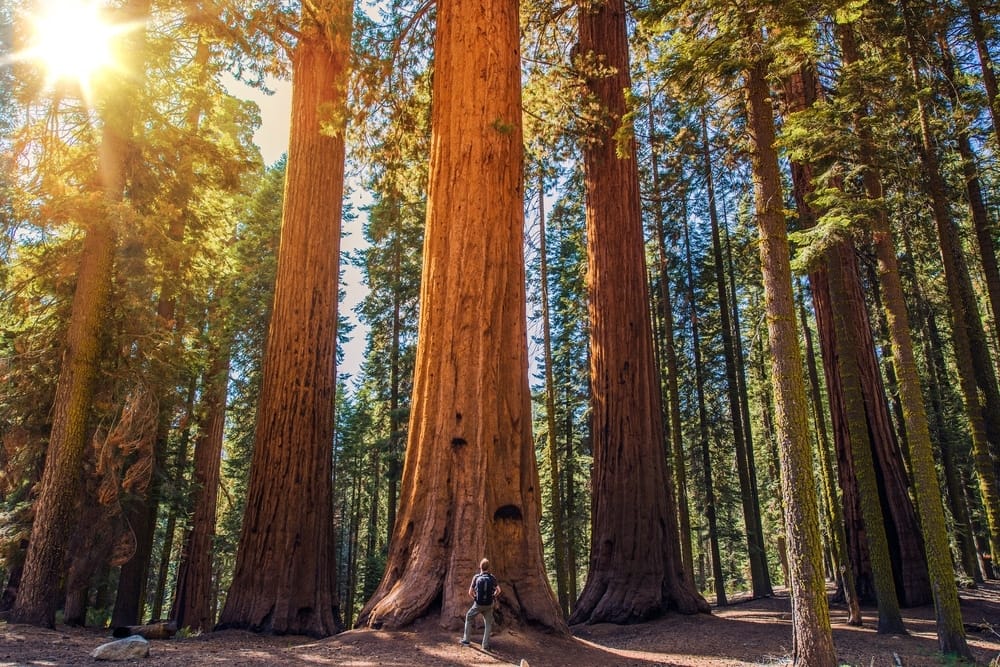 Sequoia and Yosemite national parks in California offer breathtaking natural beauty. However, due to recent storm damage, limited access is currently available as recovery efforts are underway.