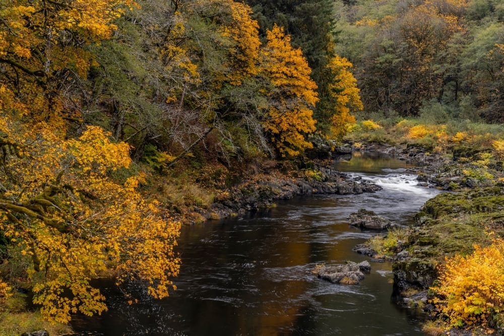 A river surrounded by yellow leaves and trees near Reehers Camp.