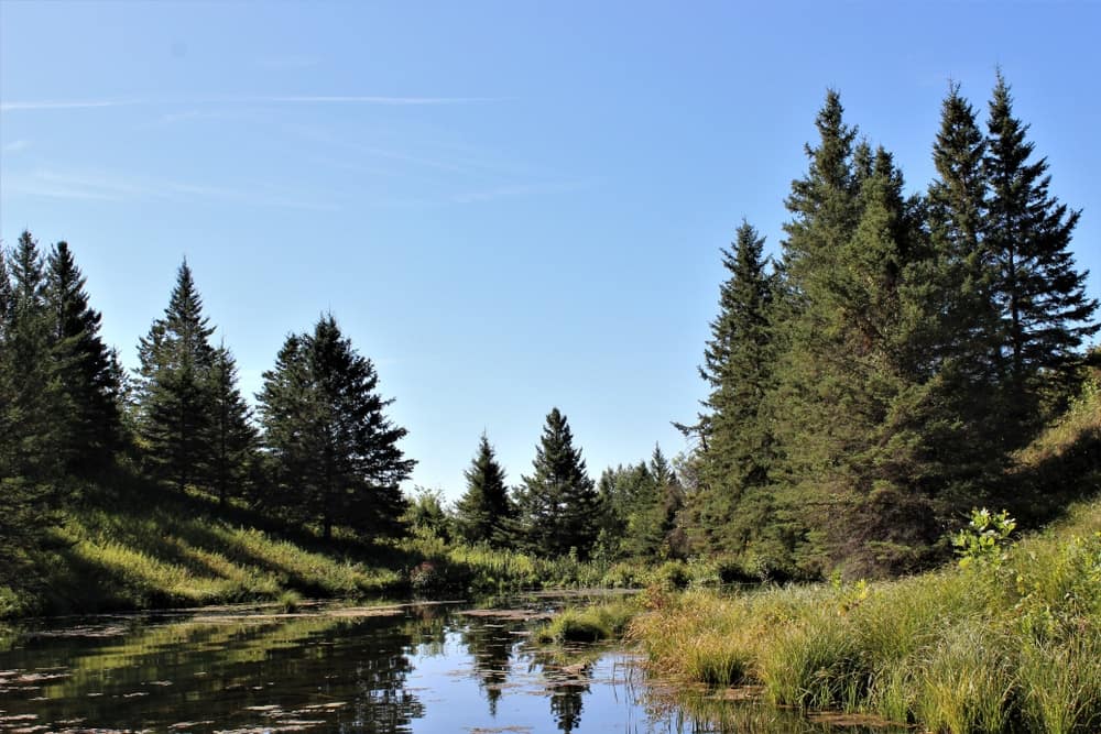 A pond surrounded by trees and grass providing free fishing and access to a provincial park in Manitoba Gov't.