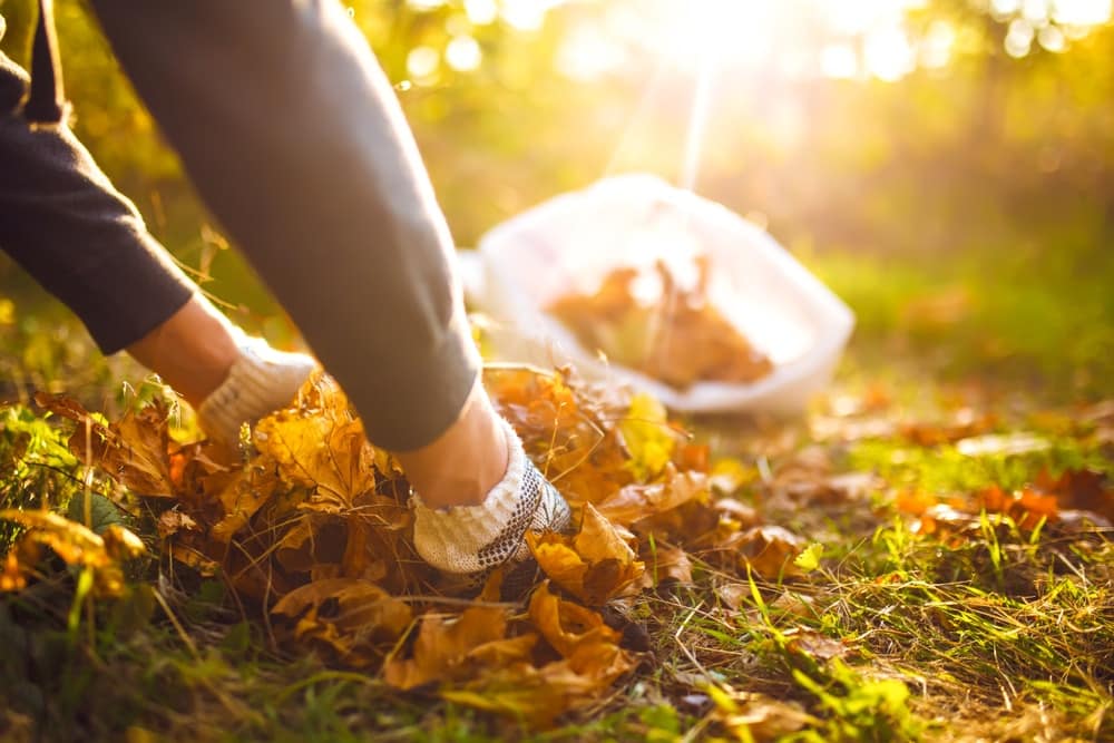 Volunteers enhancing recreational opportunities in the Medicine Bow-Routt National Forest by picking up leaves in the grass.