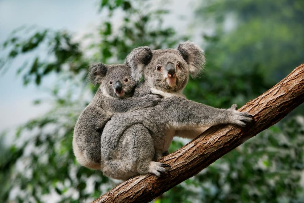 Two Strzelecki Koalas are sitting on a tree branch in Morwell National Park.