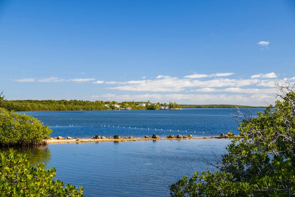 A serene view of a body of water surrounded by tall trees.