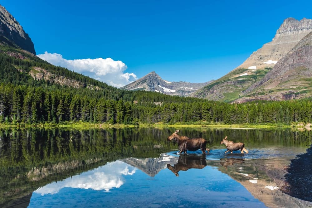 Two moose in Glacier National Park, with mountains in the background.