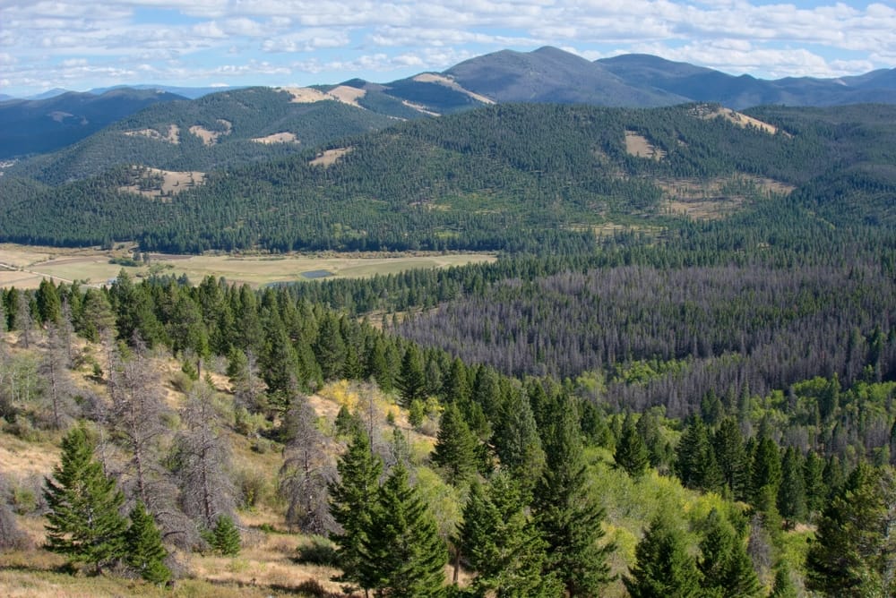 A view of a valley with trees and mountains in Montana National Forest.