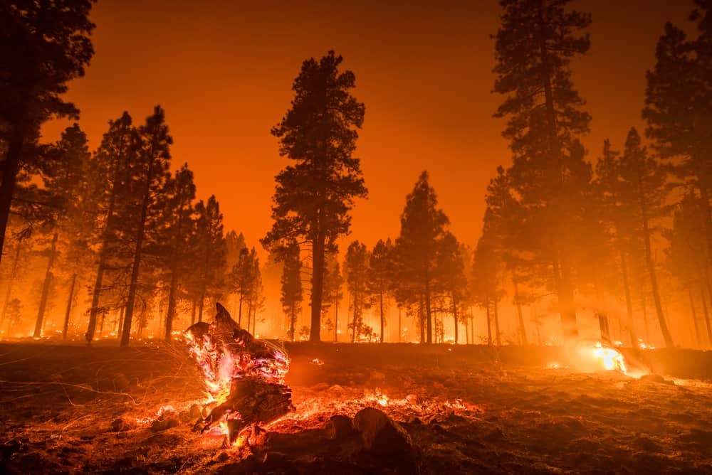 A fire burns through a forest in Yosemite, California, causing extreme fire danger in state parks.