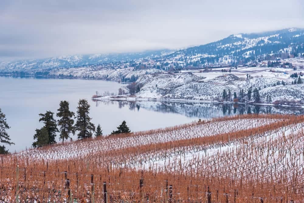 A vineyard in the snow with a lake in the background in South Okanagan-Similkameen National Park.