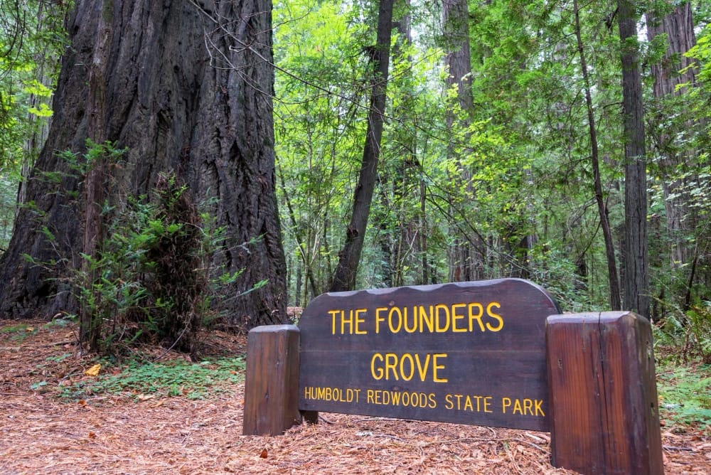 The Founders Grove in San Francisco, California offers a tranquil setting for campsite reservations.