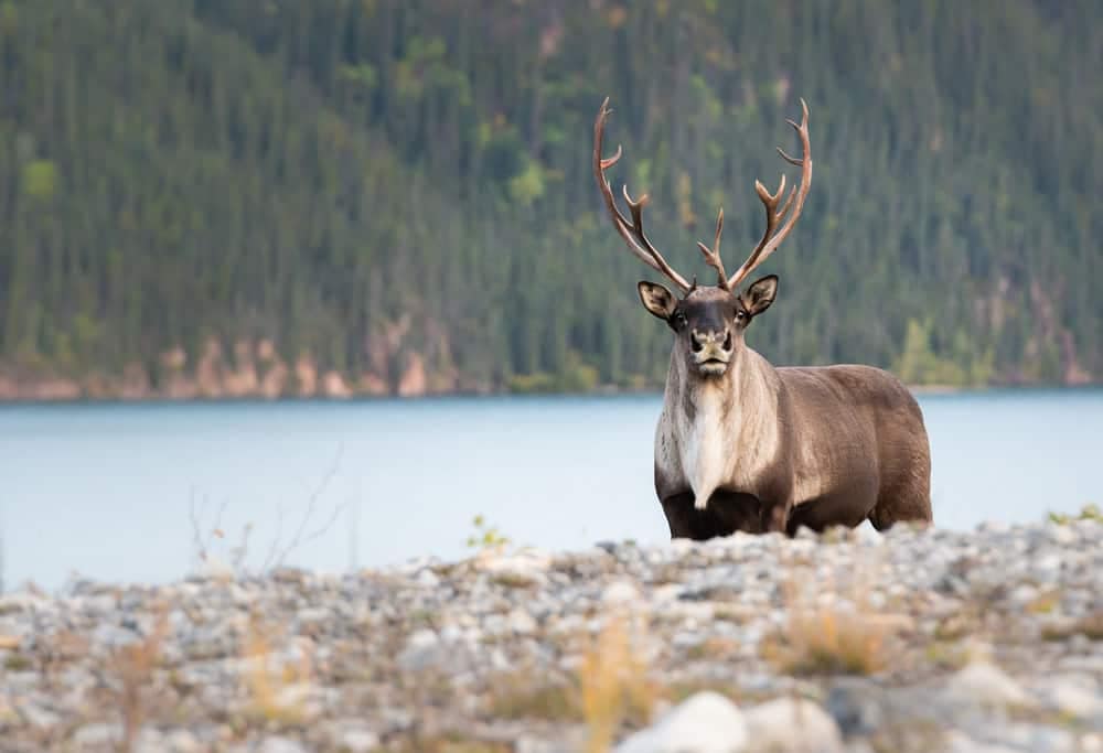 A reindeer standing near a lake with mountains in Jasper National Park.