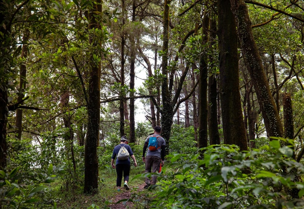 Two hikers adventuring through a forest while camping.