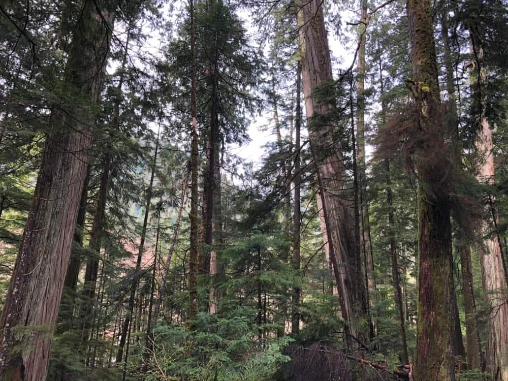 A bridge in Golden Ears Park with tall trees surrounding it.