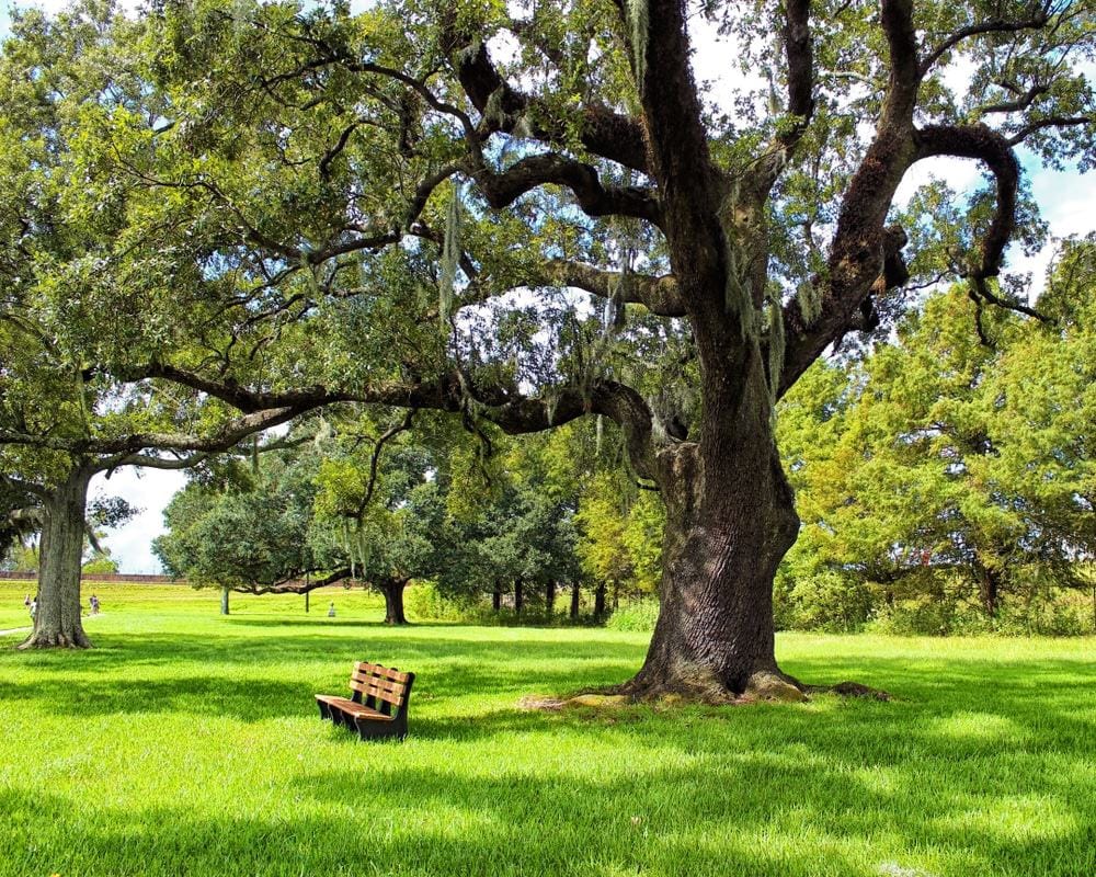 A bench under a large oak tree in a South Louisiana park.