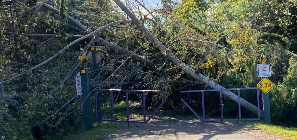 A fallen tree has obstructed a gate in a park requiring clean-up.