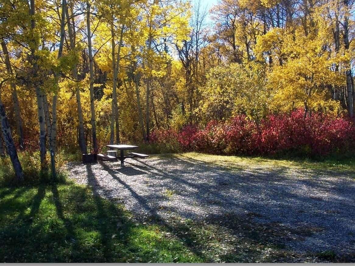 A picnic table at the Pipestone Creek Campground, nestled in the middle of a tranquil wooded area, inviting visitors to enjoy the surrounding trail system. The table opens up opportunities for picnick
