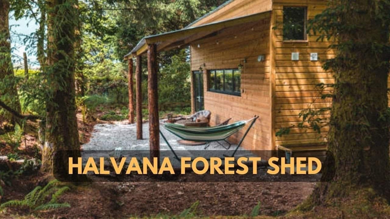 Auto Draft wooden shed with a hammock in a lush green forest setting.