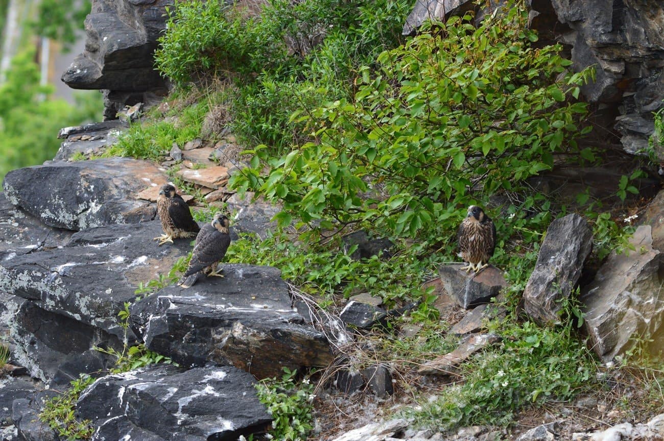 A group of Peregrine Falcons perched on a rocky cliff at Maryland Heights.