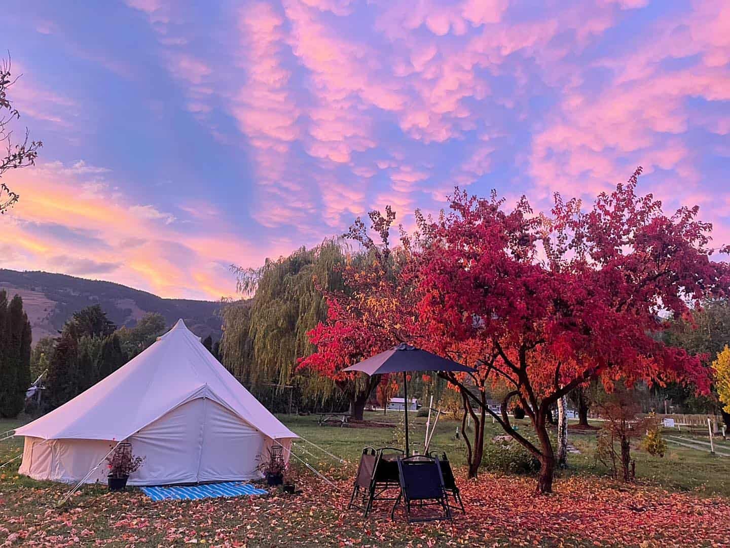 A glamping tent is set up in the picturesque Coldstream with a stunning pink sky in the backdrop.