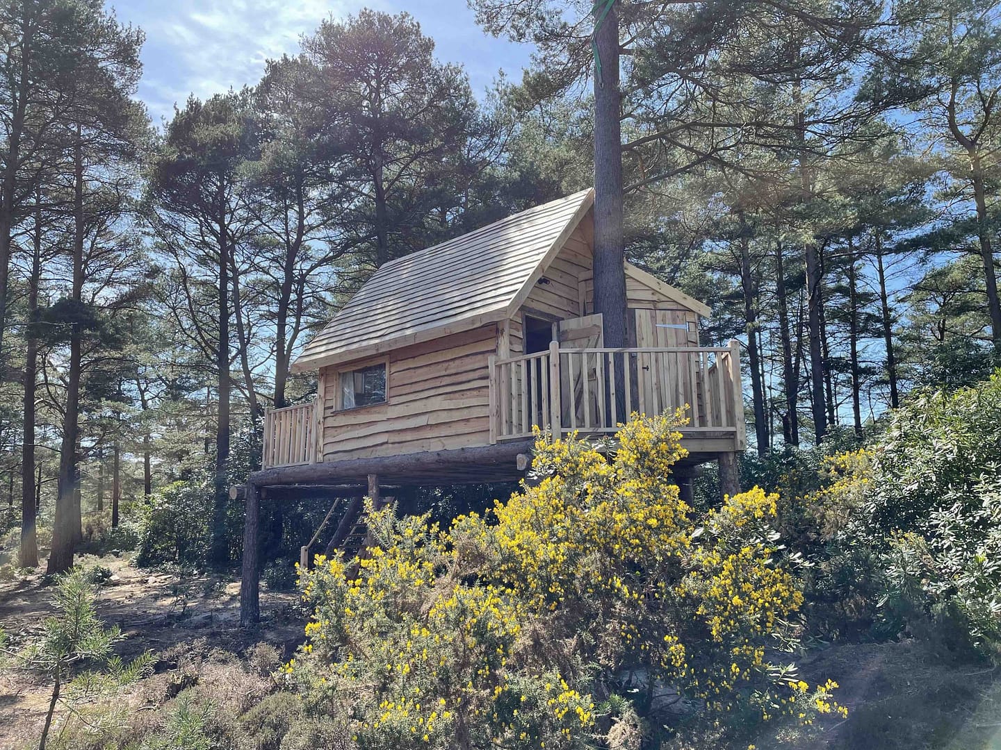 A charming tree house nestled in the middle of the enchanting Dorset forest, offering a unique stay experience.