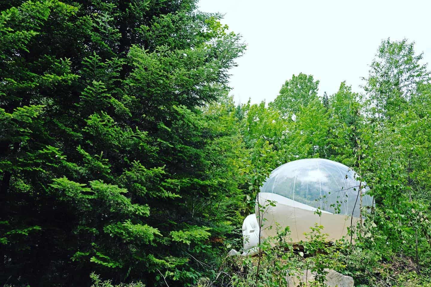 A glass dome nestled amidst the serene beauty of a wooded area, providing an enchanting retreat for glamping enthusiasts.