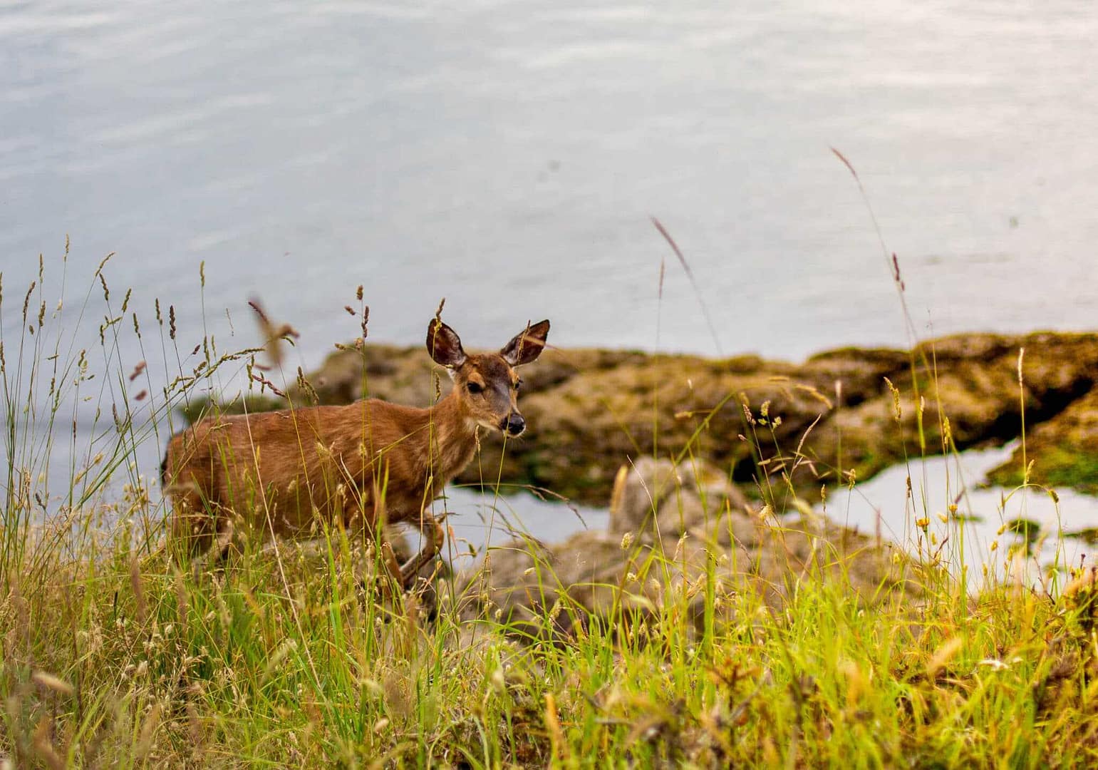A deer is enjoying the protection of its wildlife habitat on a grassy hill next to a body of water in BC Parks.