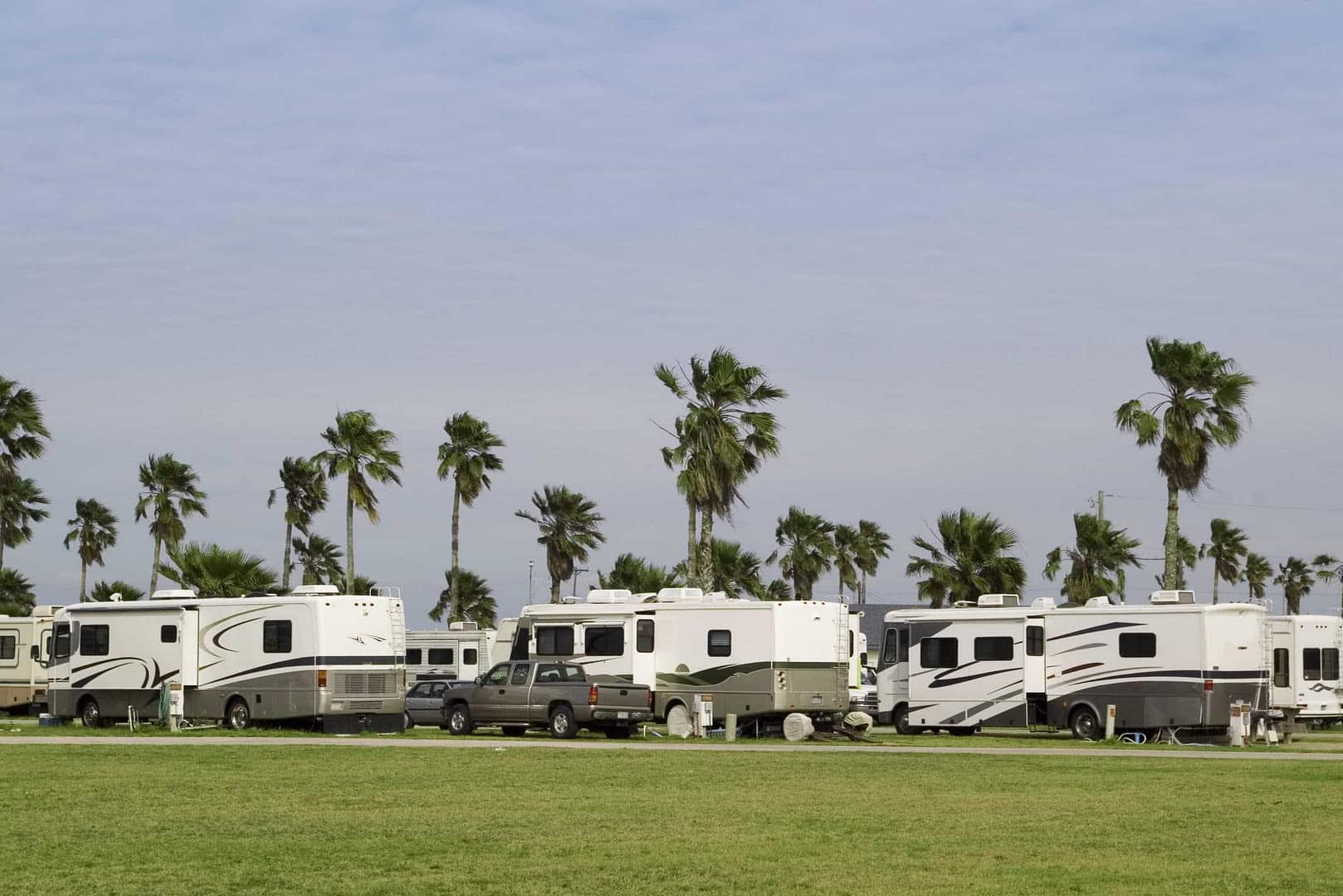 A group of RVs parked in a field, creating a picturesque scene with palm trees swaying gently in the breeze.