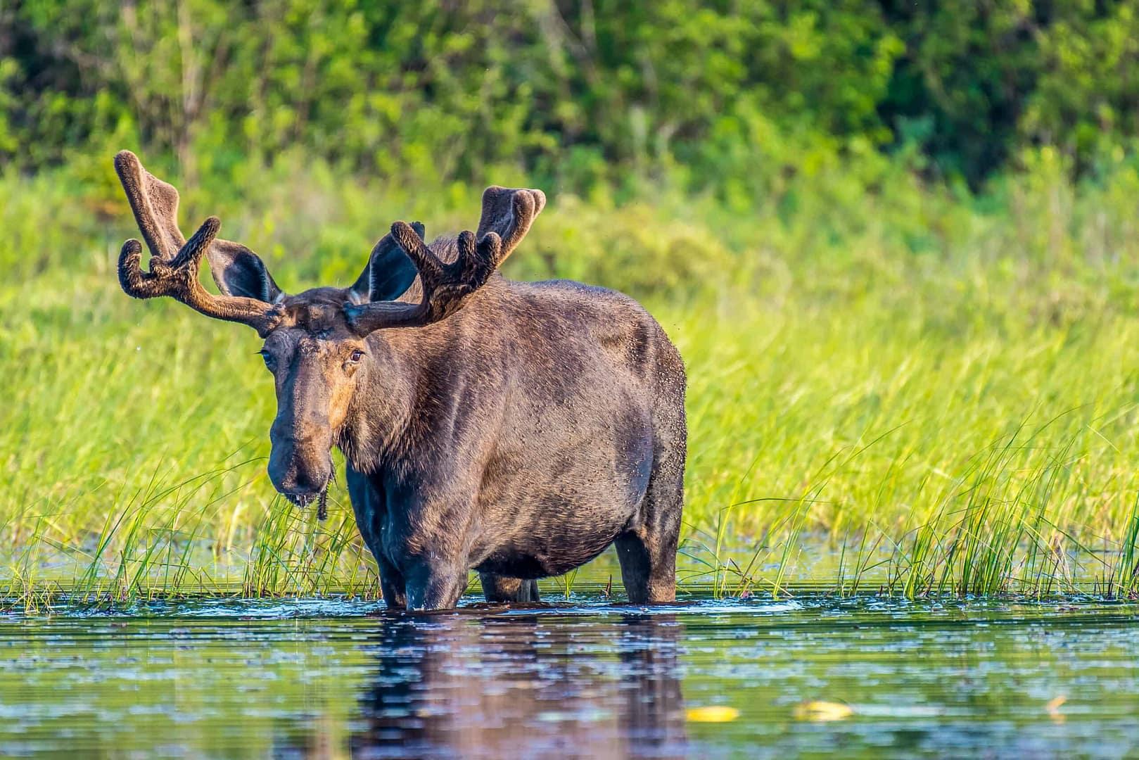 A moose is standing in the water near tall grass in one of Ontario's new provincial parks.