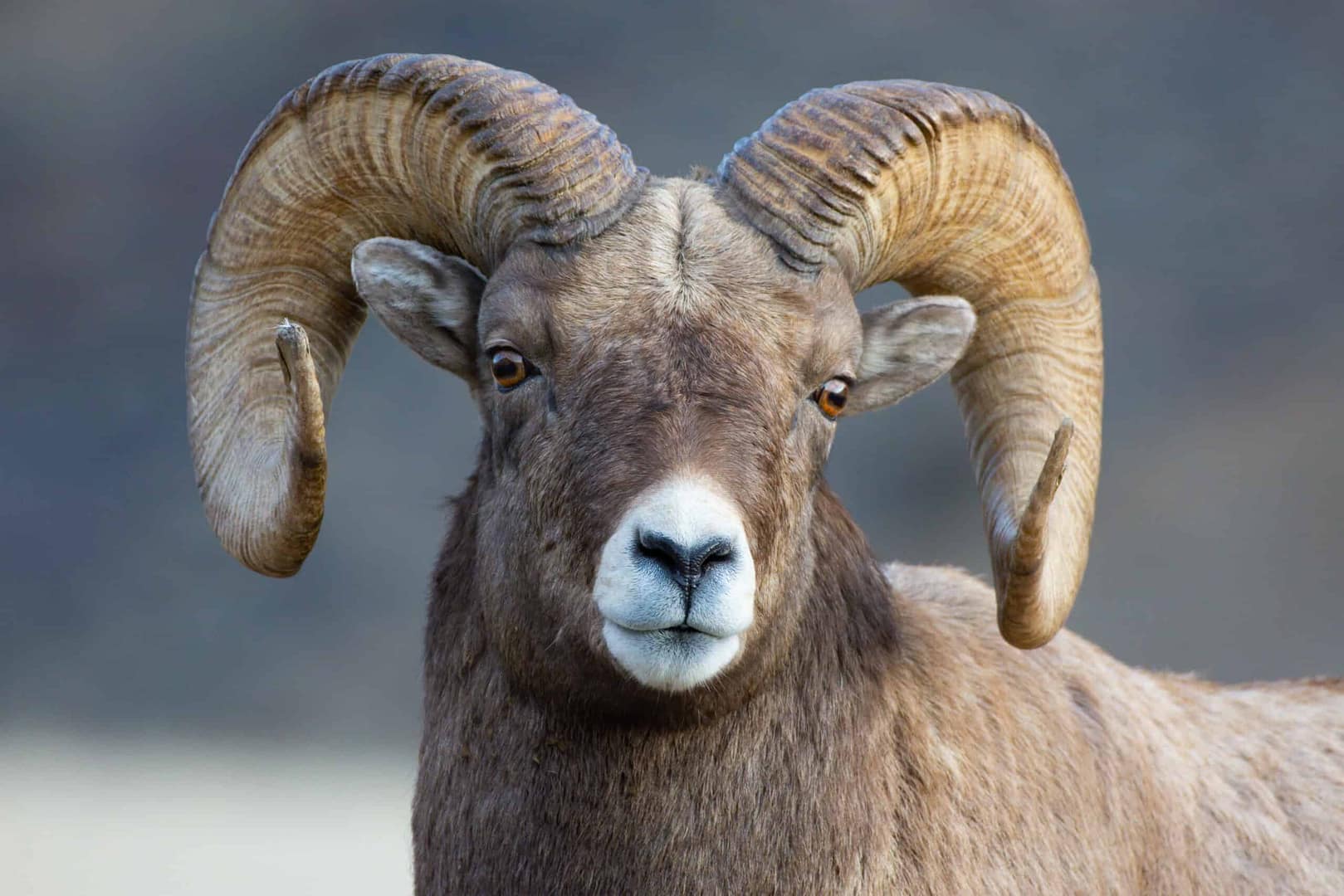At Grand Teton National Park, a Bighorn Sheep with large horns is standing in its natural habitat, a field.