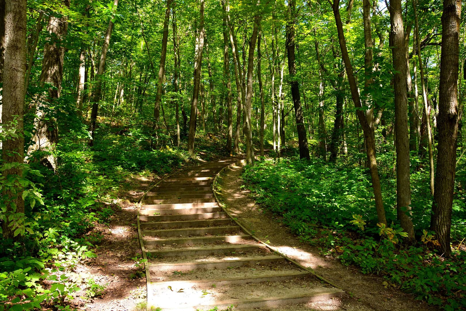 A stairway in a wooded area, featuring State Trail Passes options available in Wisconsin DNR for the year 2023.