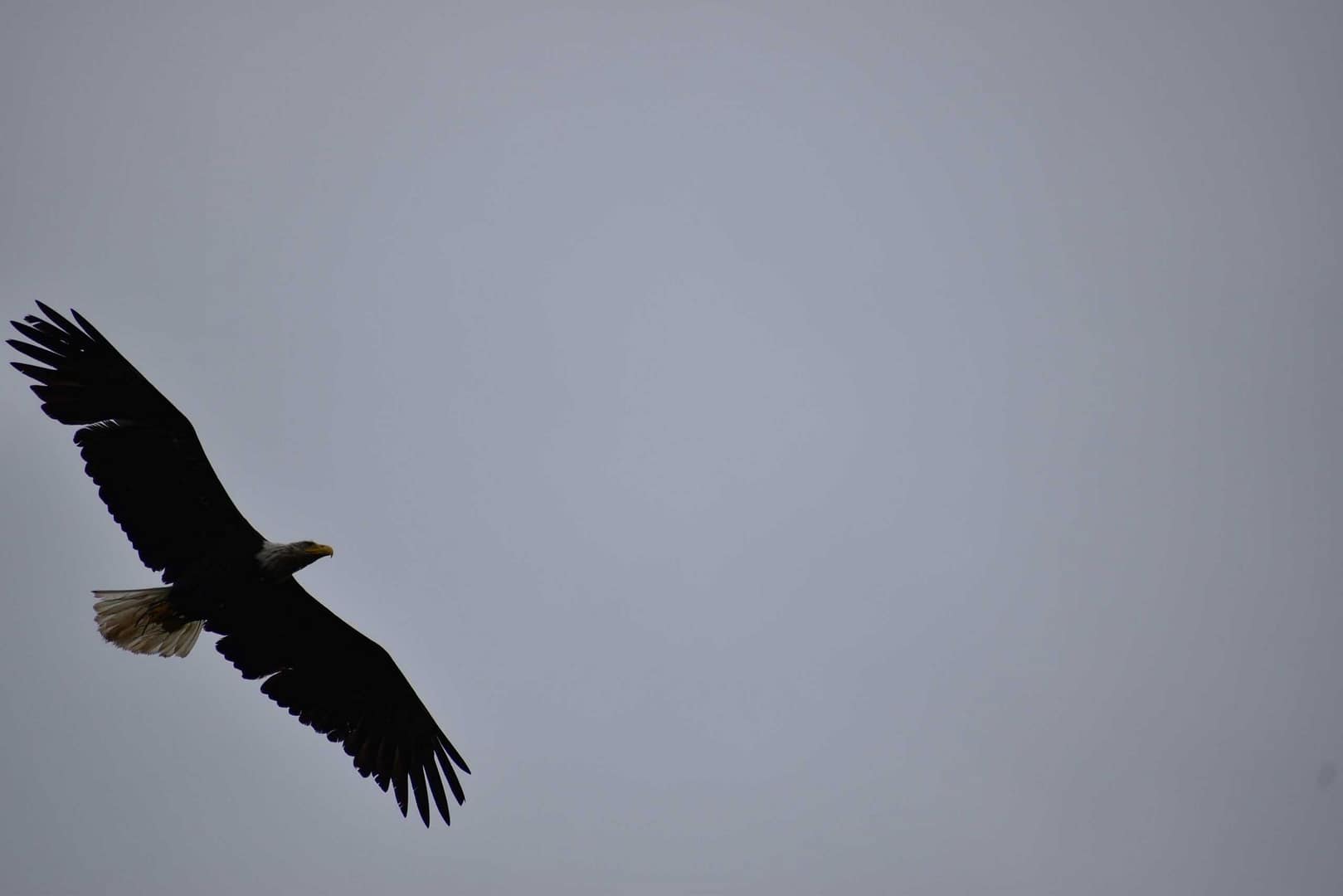 Visitors at Sitka National Historical Park observe a majestic bald eagle soaring through the sky.