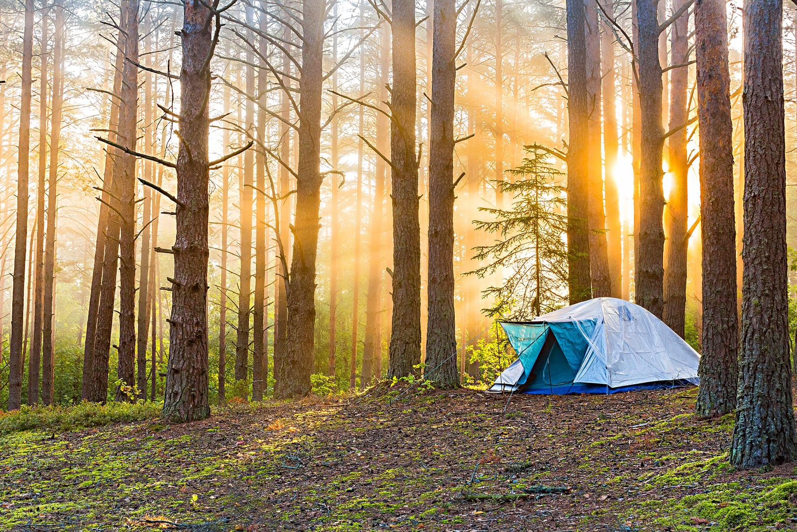 A tent set up in Ottumwa Park Campground, surrounded by the serene beauty of the forest.