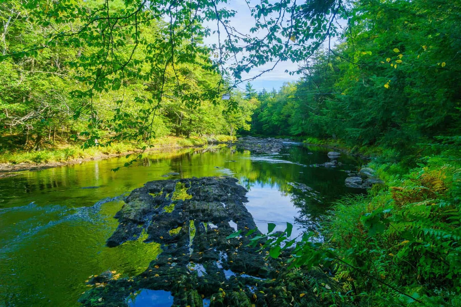 A river flowing through Nova Scotia National Park, surrounded by lush trees.