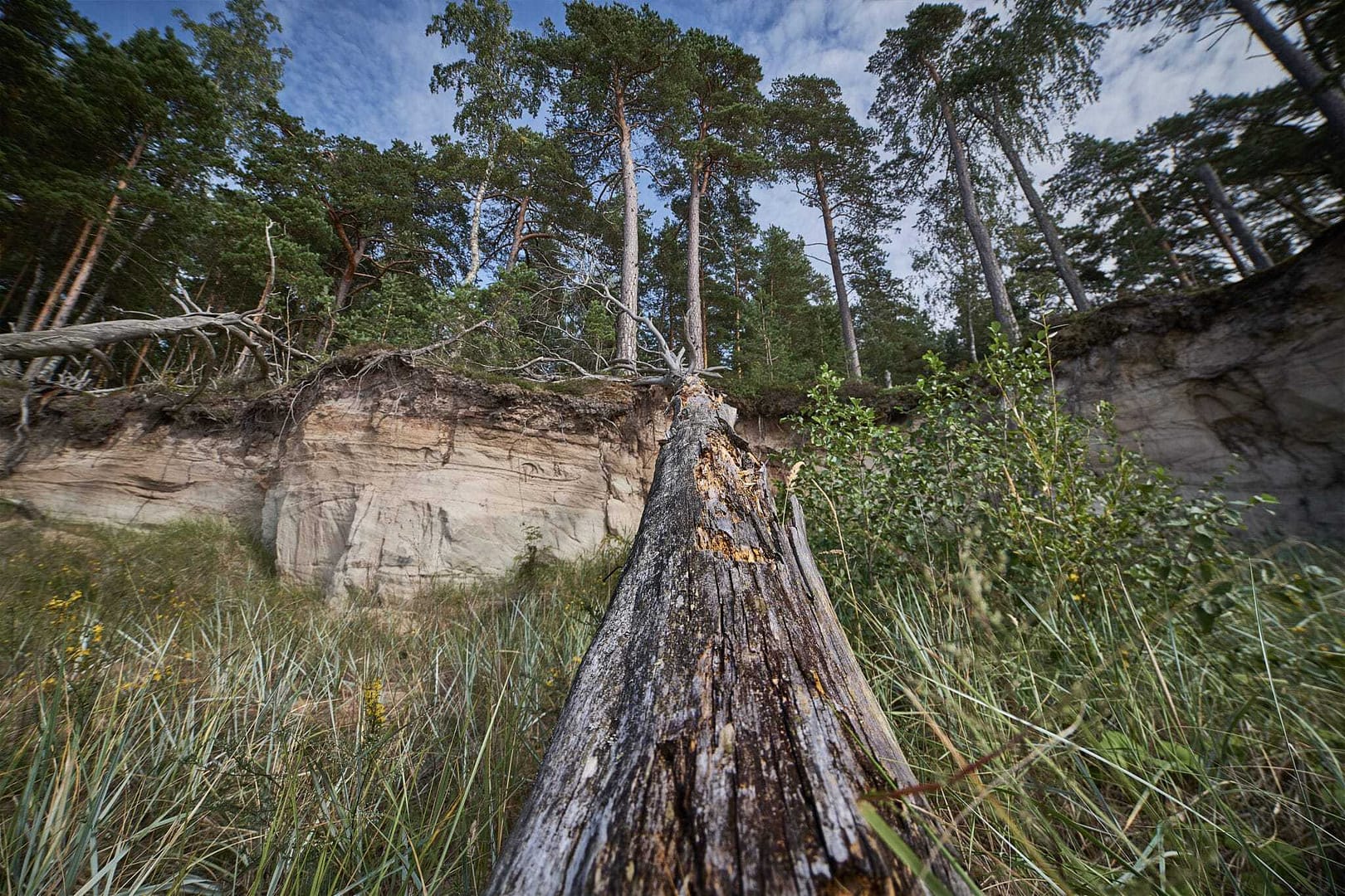 A fallen tree in a forest near a cliff, resulting from severe storms in B.C.