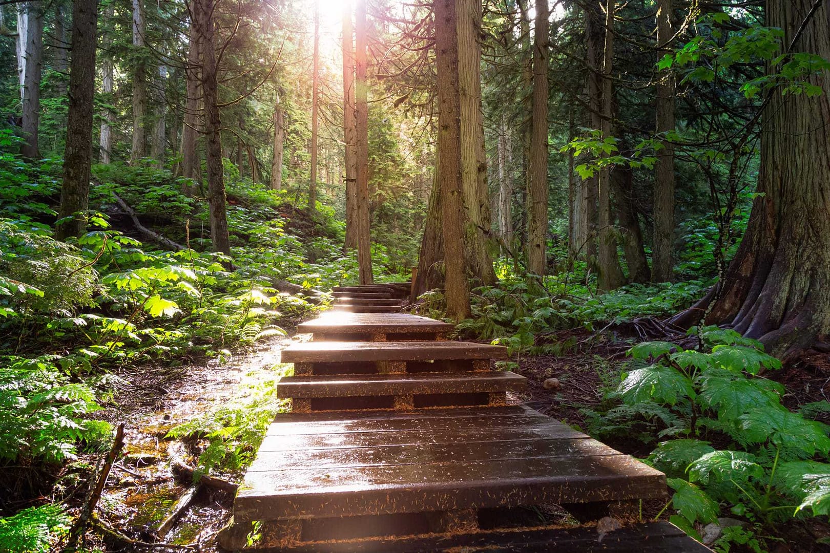 The sun is shining on a path in the Rec Sites forest.