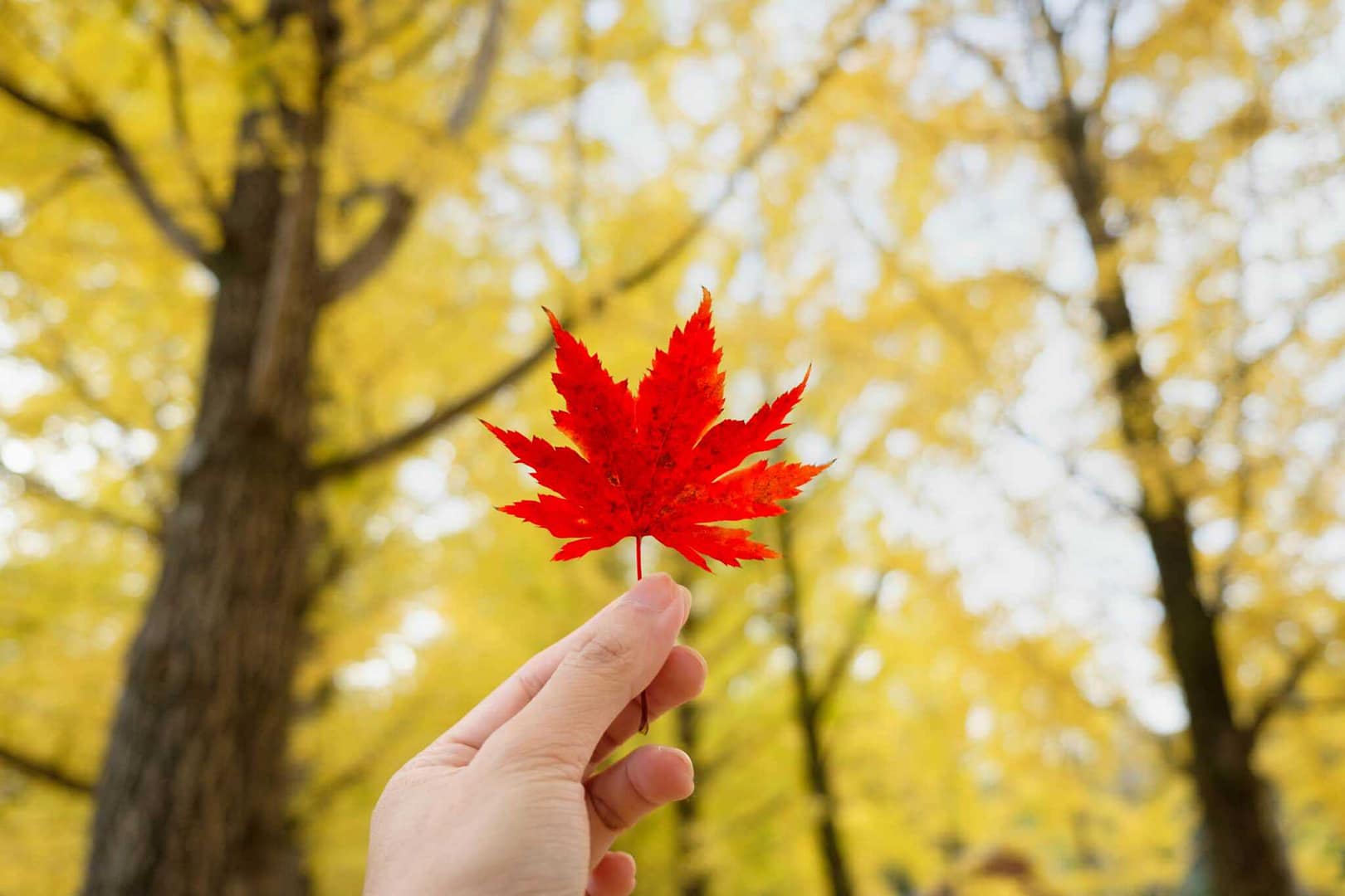 A person holding a red maple leaf in front of trees, showcasing Ontario Parks and innovative outdoor rec experience ideas.