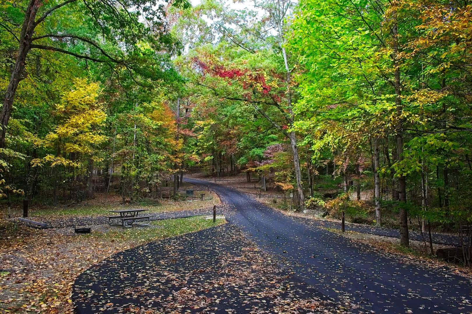 A road surrounded by trees in the Great Smoky Mountains National Park during the fall.