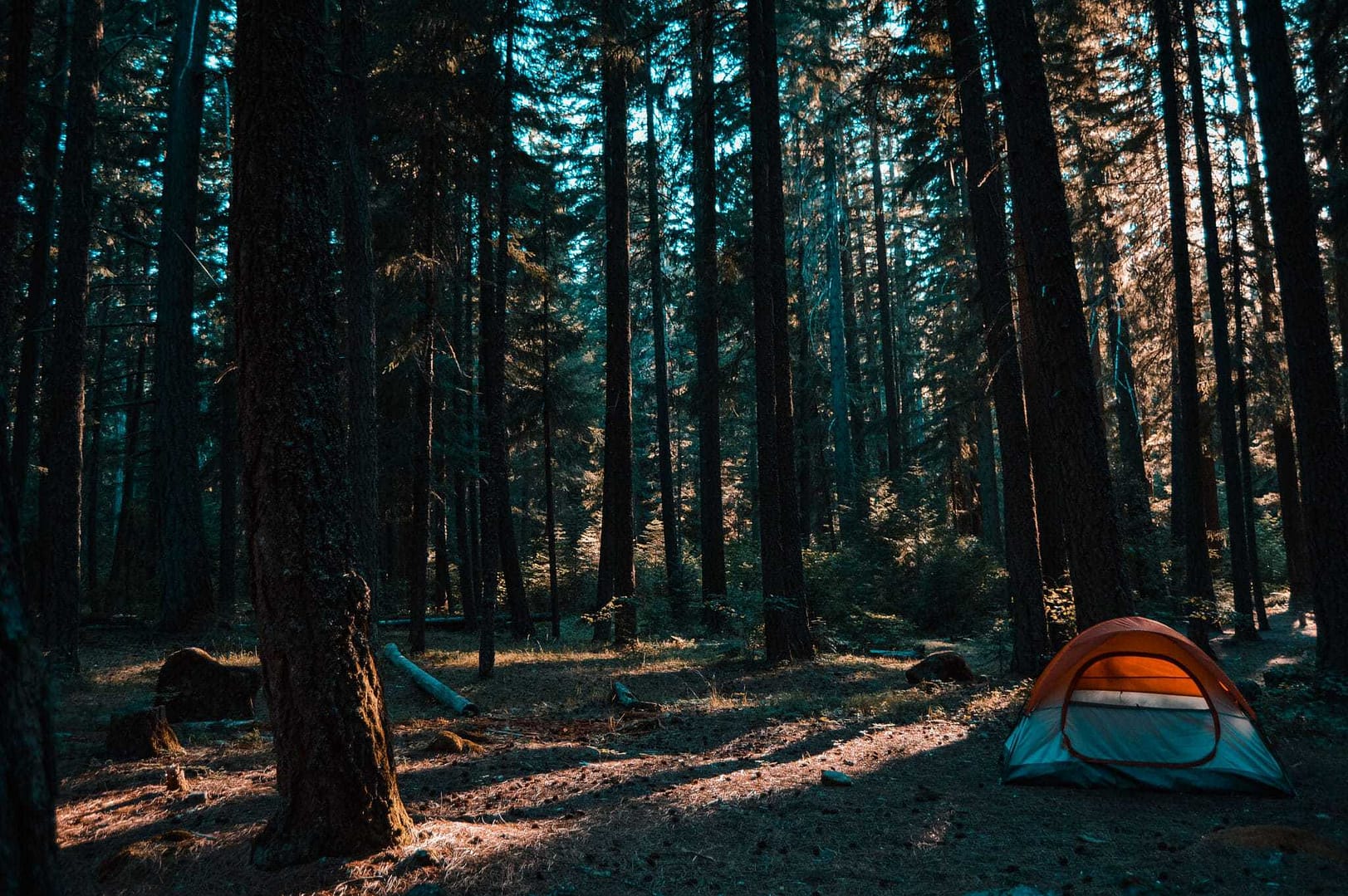 A tent is pitched in the middle of a forest, providing a serene escape from the bustling city life.
