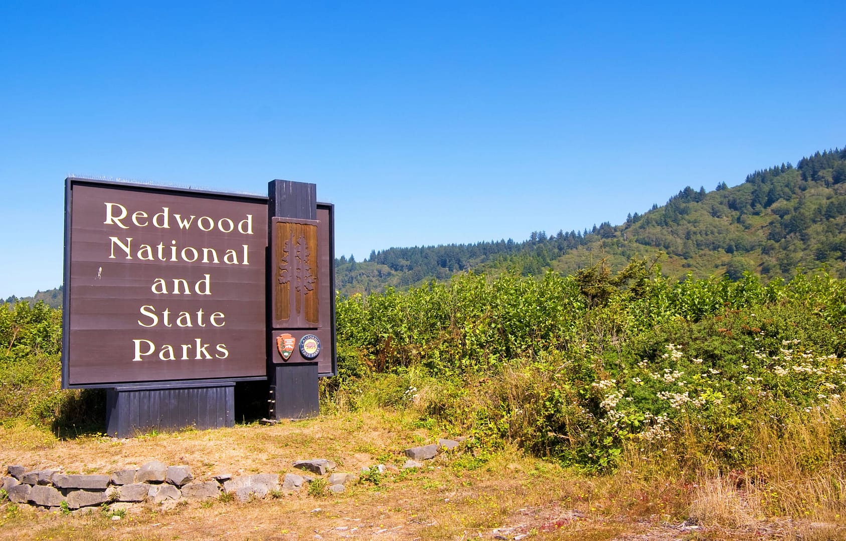 Journey through the Land of Giants at Redwood National Park.