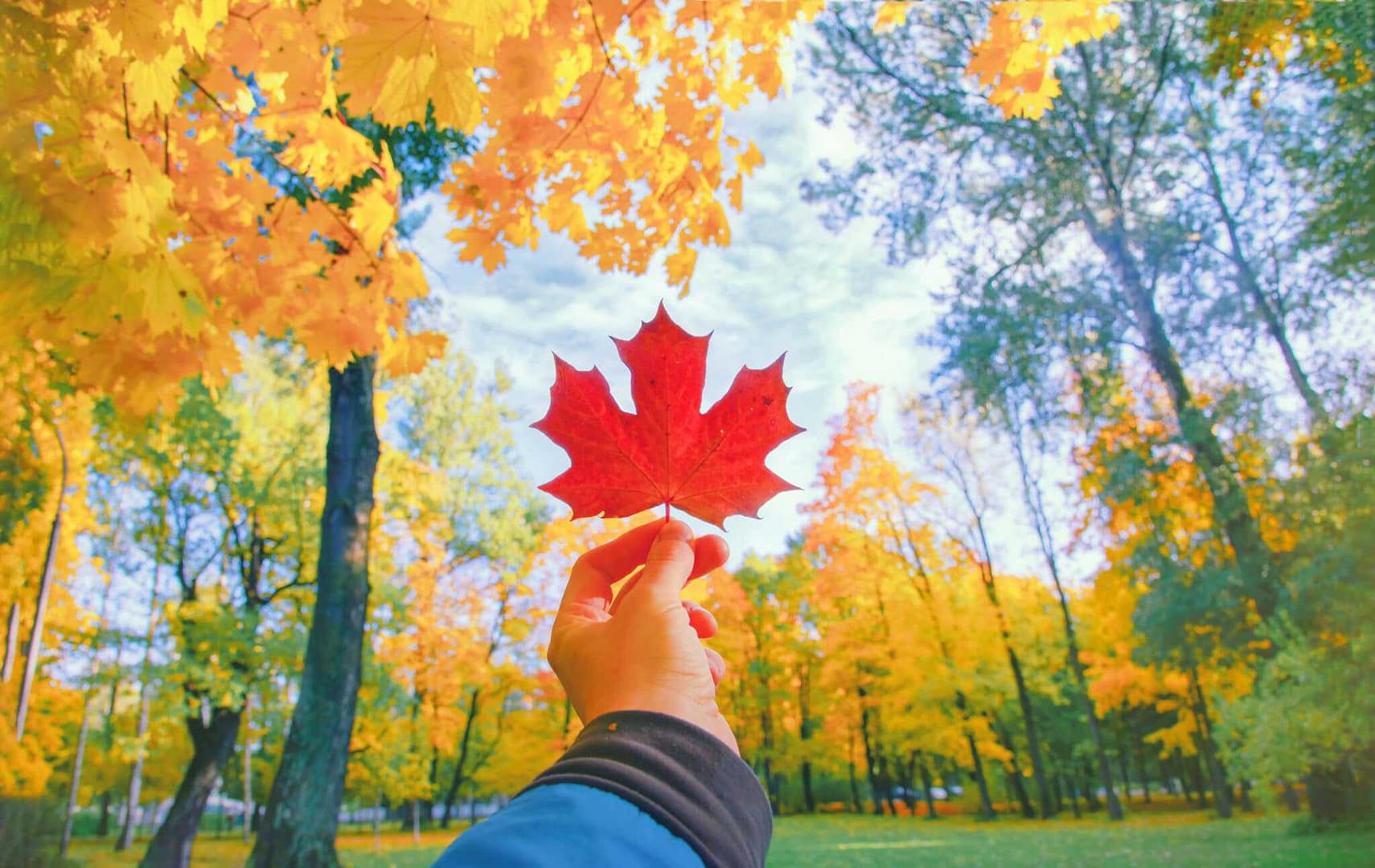 A person is holding a red maple leaf in an outdoor park.