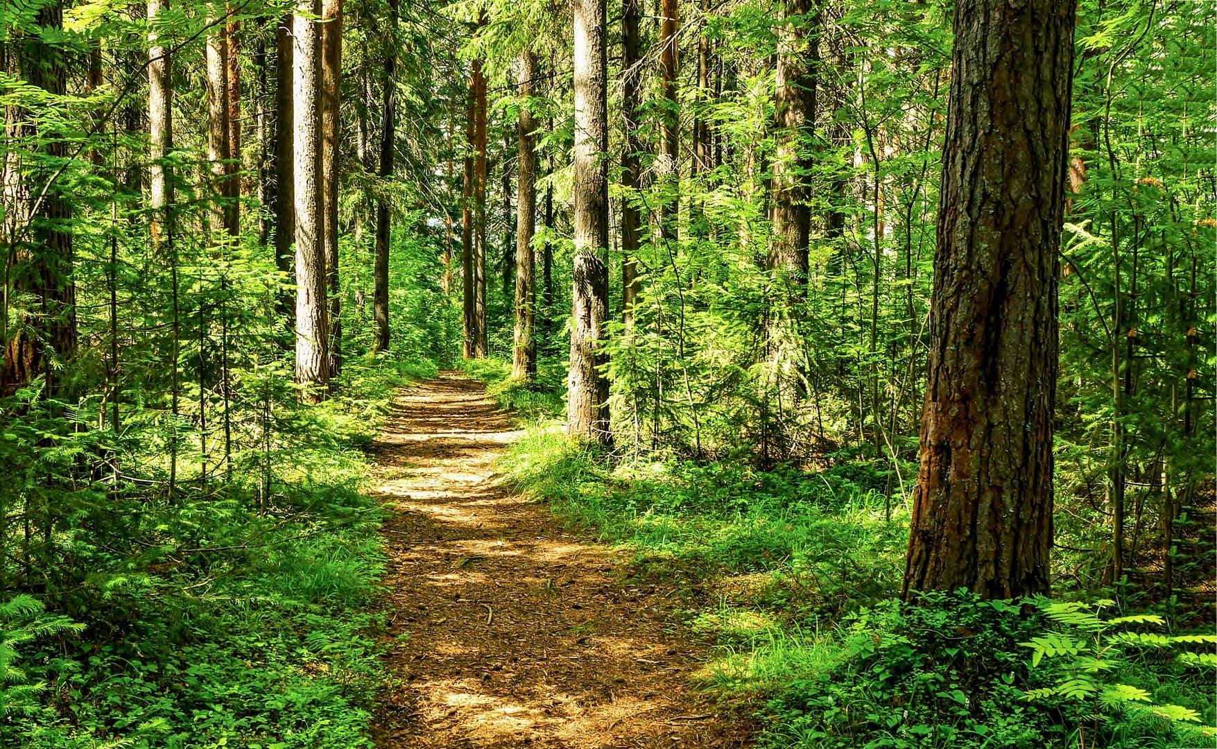 A path through a lush green forest in Colonial National Historical Park.