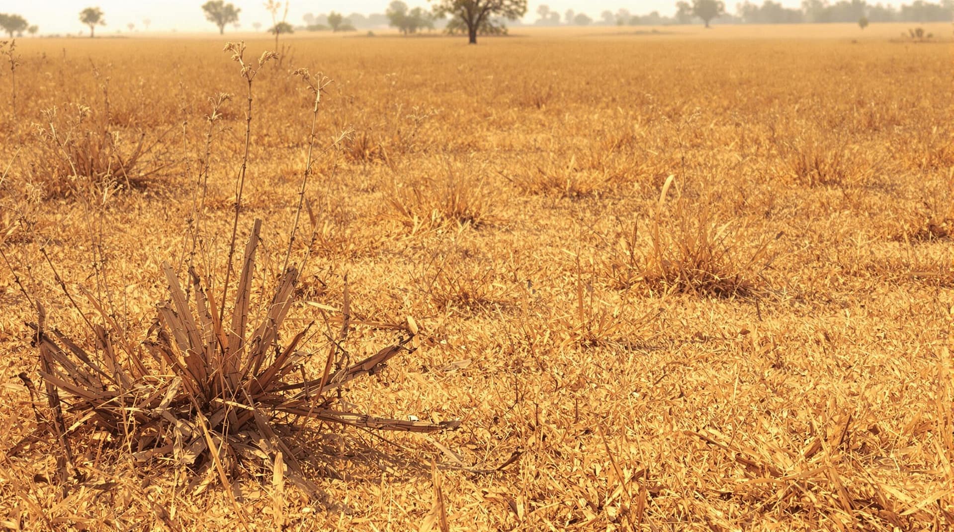 A dry grassland landscape with sparse vegetation swaying in the breeze under bright sunlight, illustrating conditions of heightened wildfire risk.