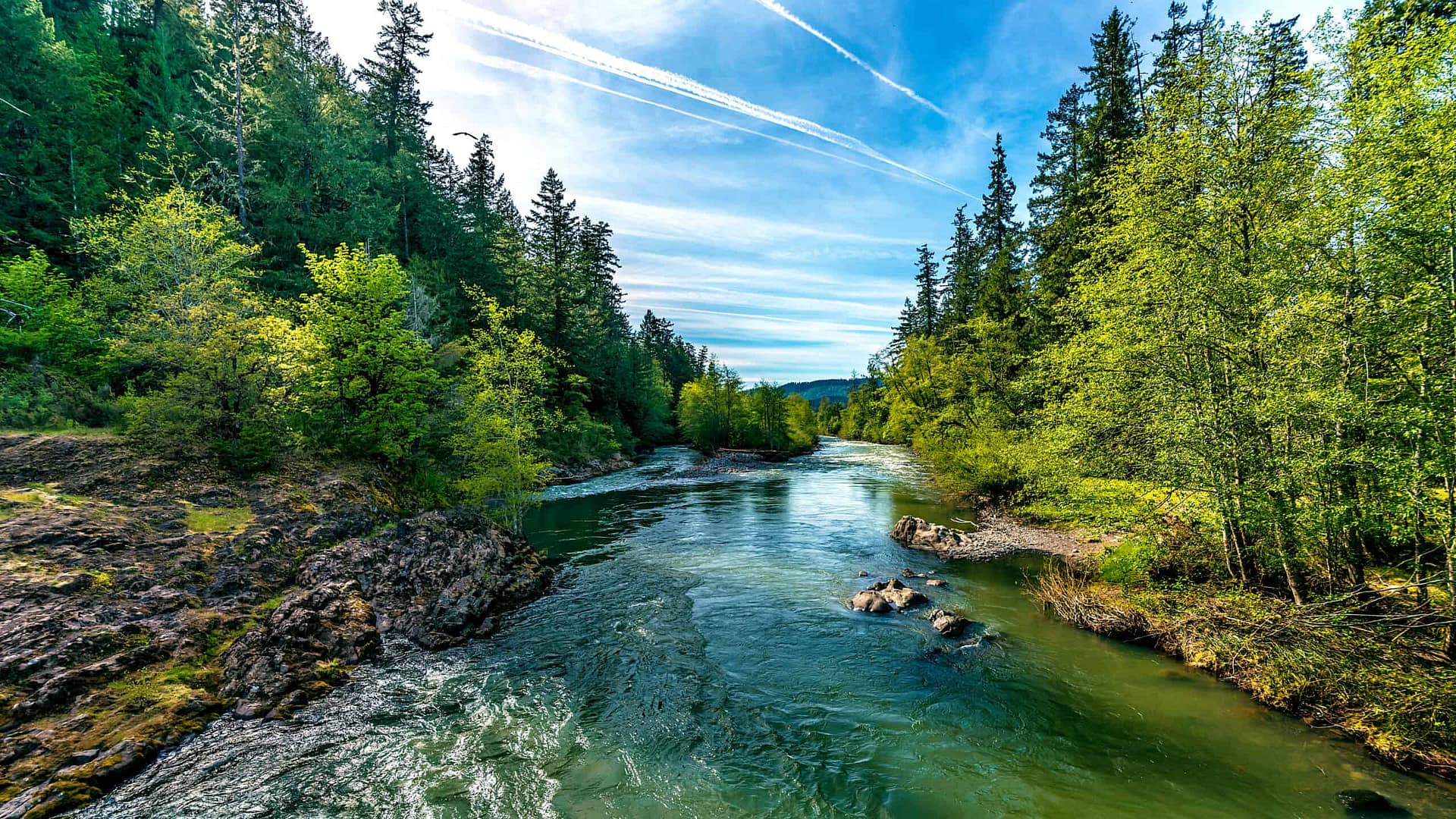 A river surrounded by trees in a forest.