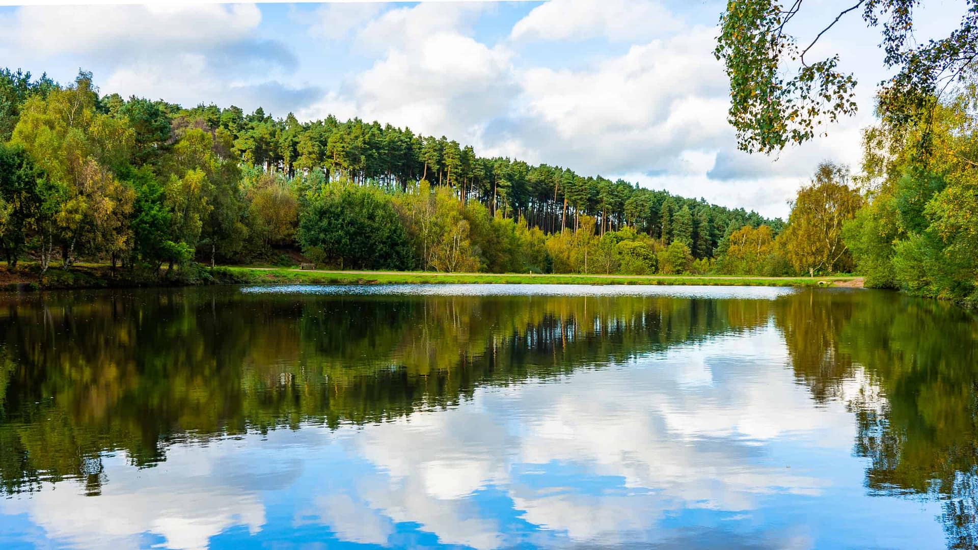A lake nestled within the serene beauty of trees and clouds in Cannock Chase.