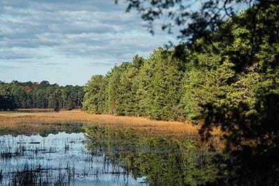 A serene pond nestled within the idyllic Bass River State Forest, enveloped by towering trees and abundant reeds.
