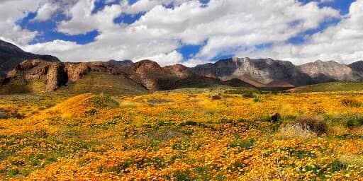 A field of orange flowers in the Latinos-Castner Range National Monument with mountains in the background.