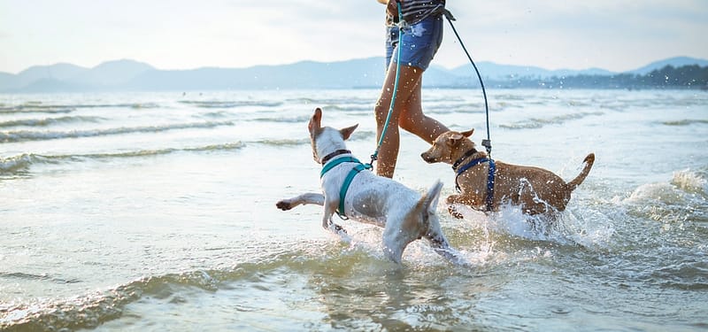 Two dogs running in the water on a leash.