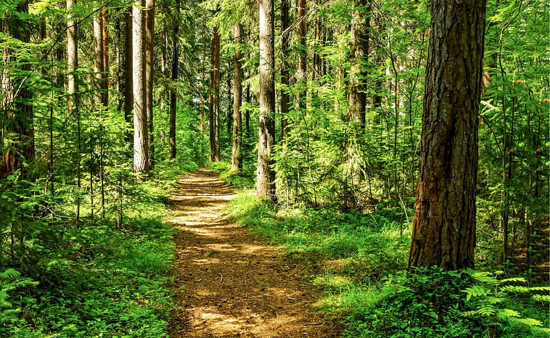 A path through a lush green forest in Colonial National Historical Park.