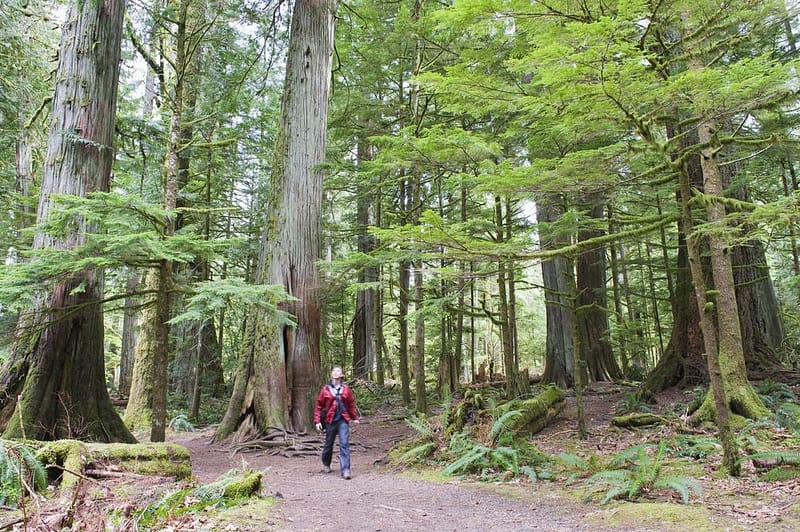 A person walking through a forest in BC Parks, with tall trees surrounding them.