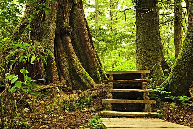A wooden walkway in Pacific Rim National Park Reserve leading to a tree in the forest.