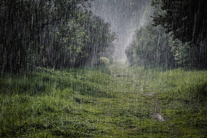 An image of a path in the Australian rain.