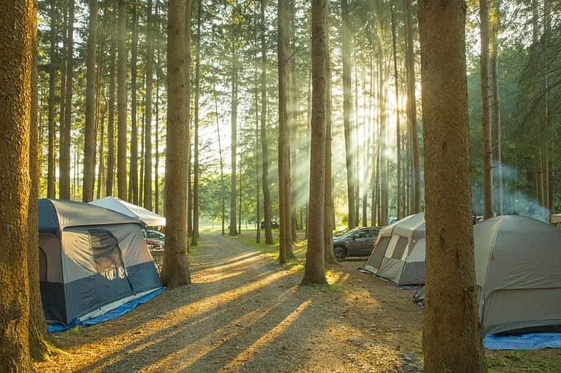 A group of tents set up in a wooded area, offering a Flexible Camping Experience at the N.Y. State Campgrounds.